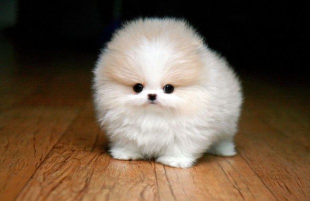 Teacup-Pomeranian-White.jpg