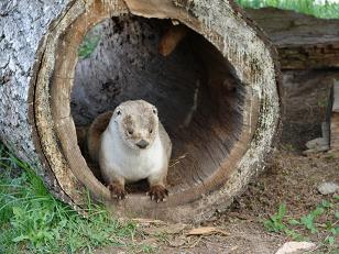 Otter_in_a_Hollow_Log_by_FantasyStock.jpg
