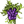 blackberrybush.png