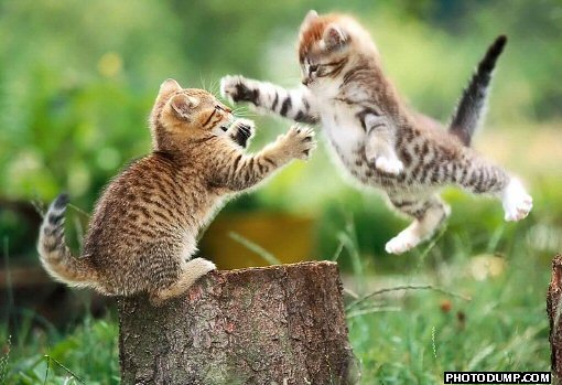 catfight-2.jpg