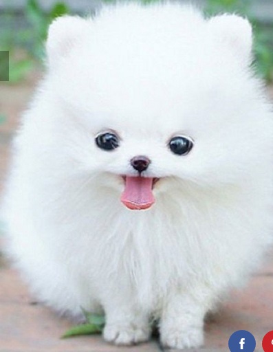 monchien.jpg
